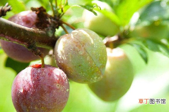梅子黄时是什么季节？
