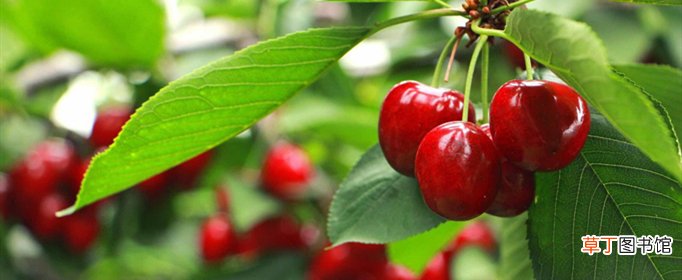 樱桃成熟的季节是什么时候？