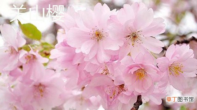 怎么辨别关山樱