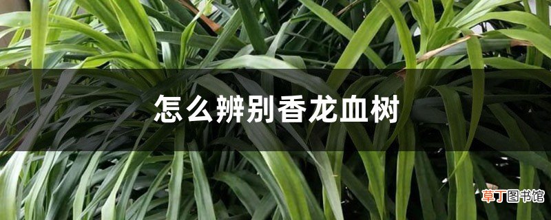 怎么辨别香龙血树