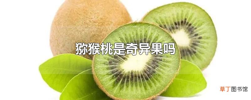 猕猴桃是奇异果吗
