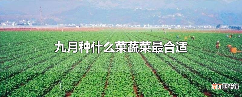 九月种什么菜蔬菜最合适