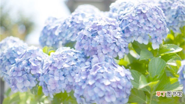 龙船花和绣球花的区别