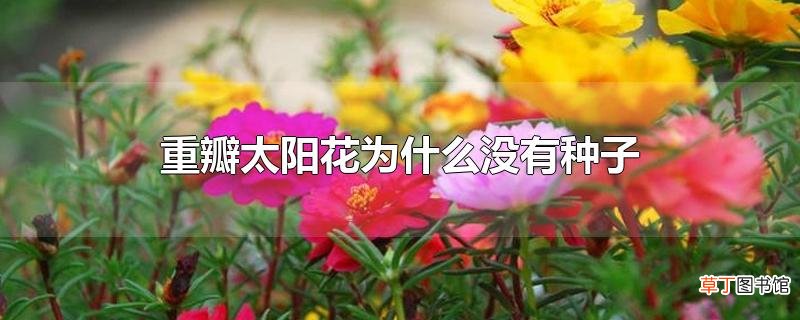 重瓣太阳花为什么没有种子