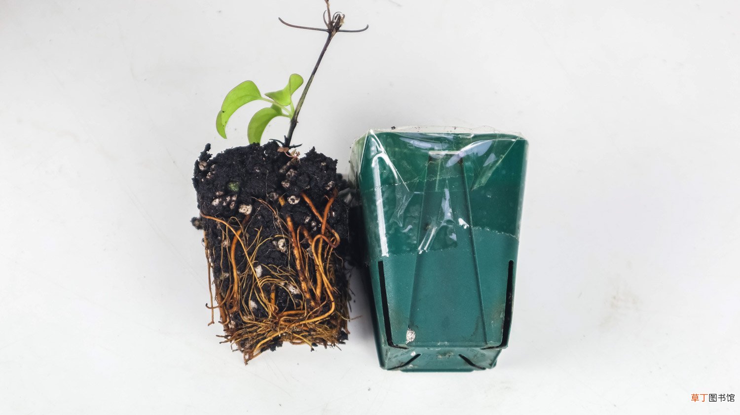 铁线莲最漂亮的品种