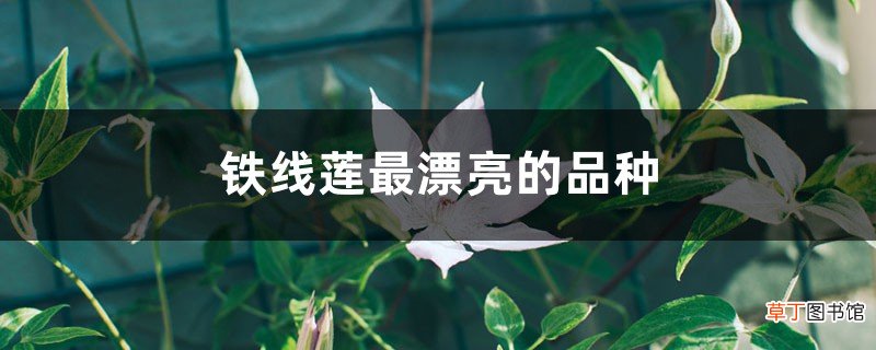 铁线莲最漂亮的品种
