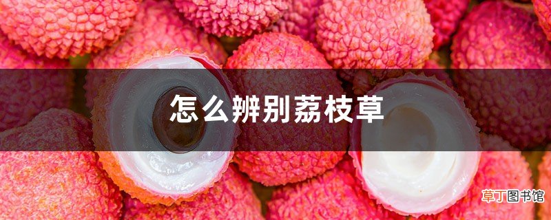 怎么辨别荔枝草