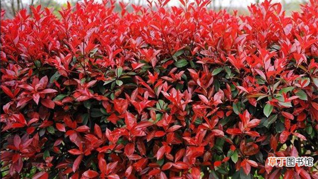 红叶石楠和石楠的区别