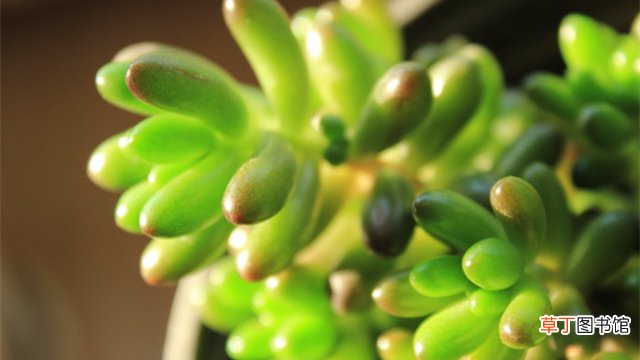 虹之玉锦和虹之玉的区别