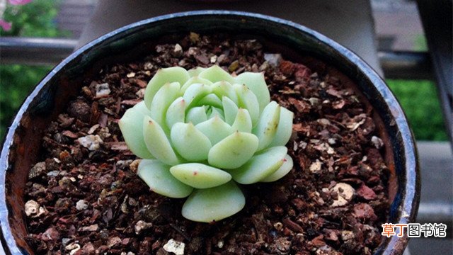 静夜和甘草船长的区别