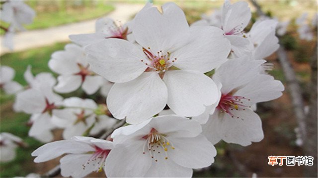 染井吉野樱和大岛樱的区别在哪