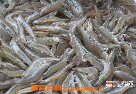 河虾怎么做好吃 河虾的做法与功效