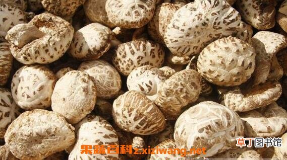 香菇和花菇有什么区别