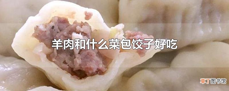 羊肉和什么菜包饺子好吃