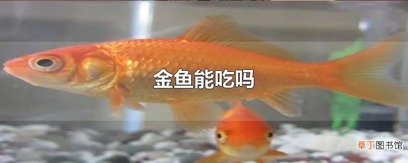 金鱼能吃吗