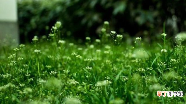泥胡菜与荠菜区别
