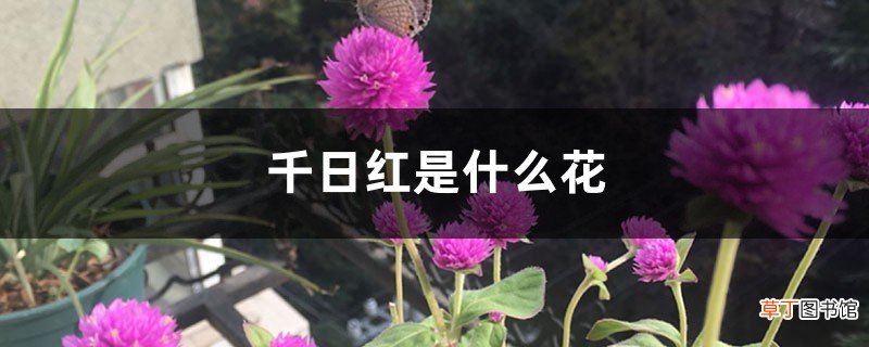 千日红是什么花