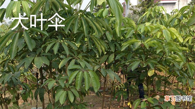 大叶伞和鹅掌柴有什么区别