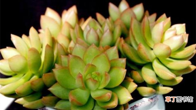 青丽和黄丽的区别