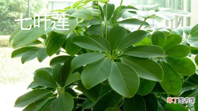 七叶莲和鸭掌木的区别