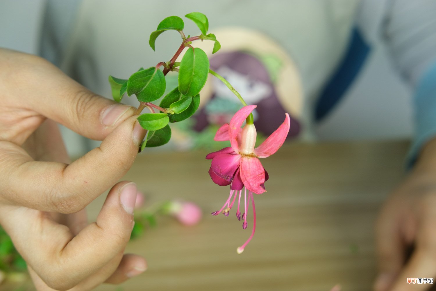 倒挂金钟一年开几次花