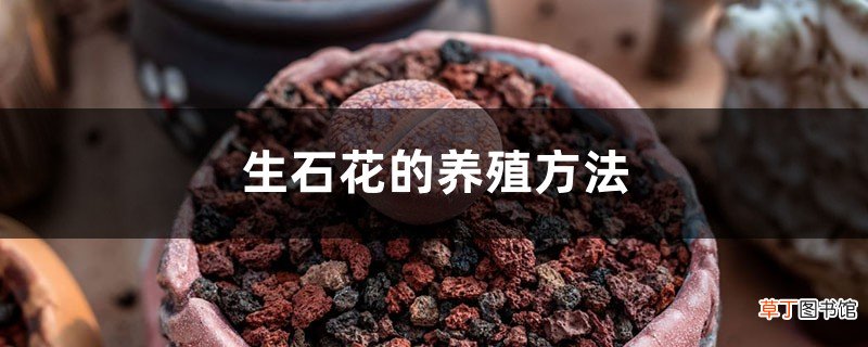 生石花的养殖方法