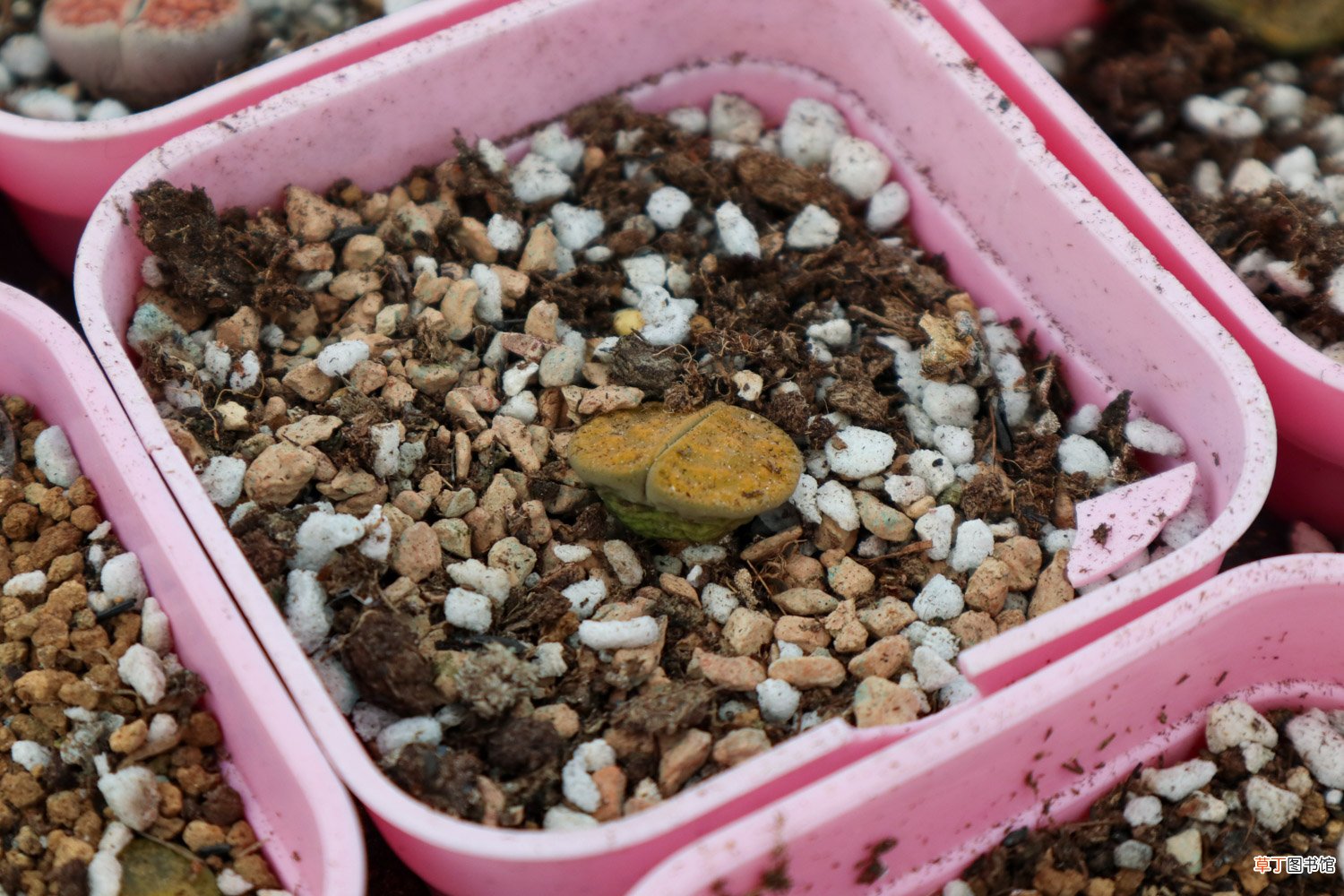 生石花的养殖方法