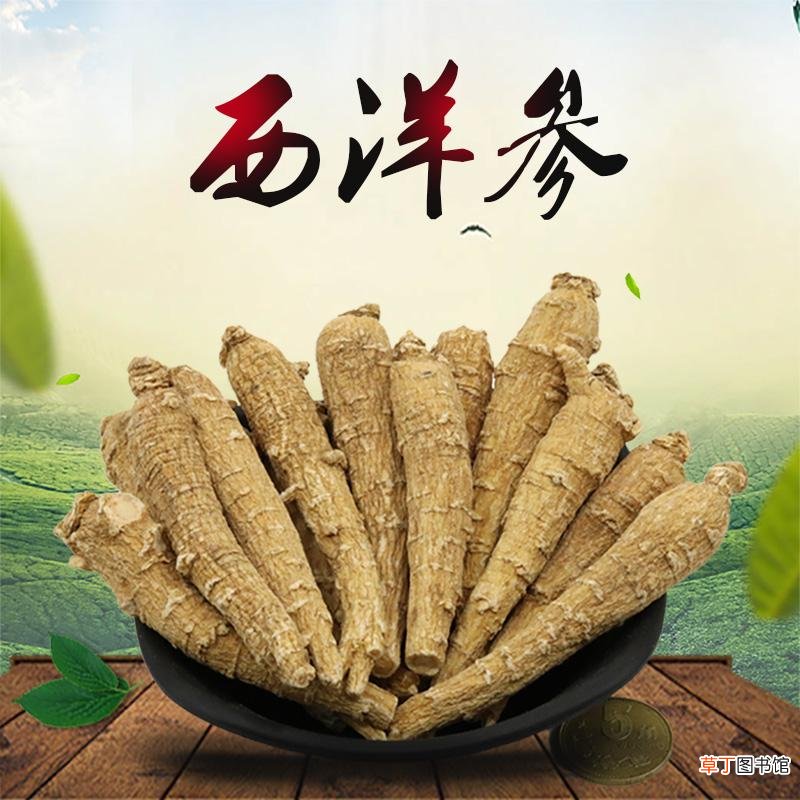 西洋参配什么泡水喝好-西洋参配什么泡水喝功效最好