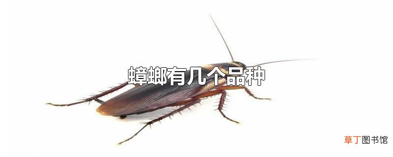 蟑螂有几个品种