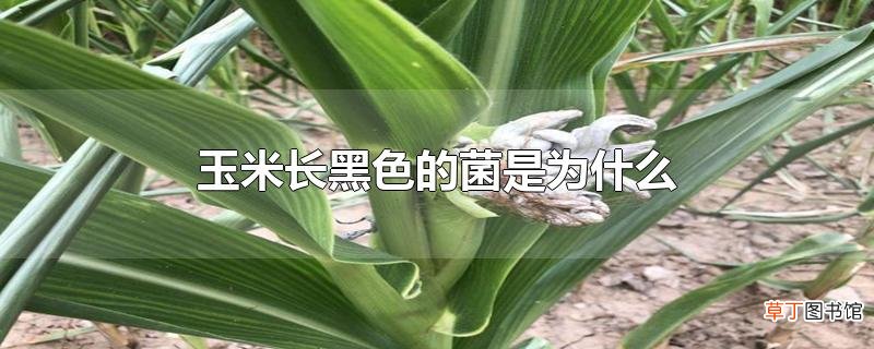 玉米长黑色的菌是为什么