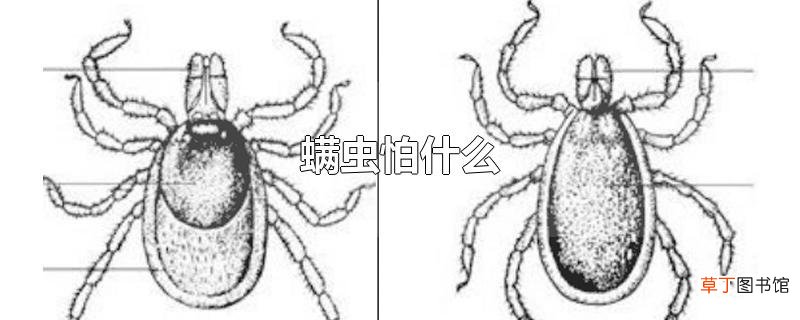 螨虫怕什么
