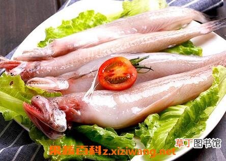 龙头鱼的功效与作用 吃龙头鱼的好处