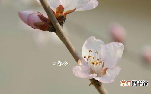 关于春分的文案有哪些？