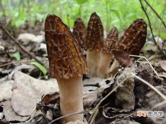 羊肚菌的种植方法和栽培技术是什么？