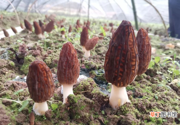 羊肚菌的种植方法和栽培技术是什么？