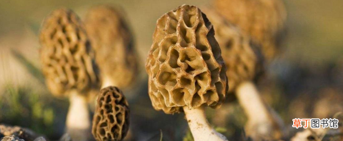 羊肚菌的种植方法和栽培技术是什么？
