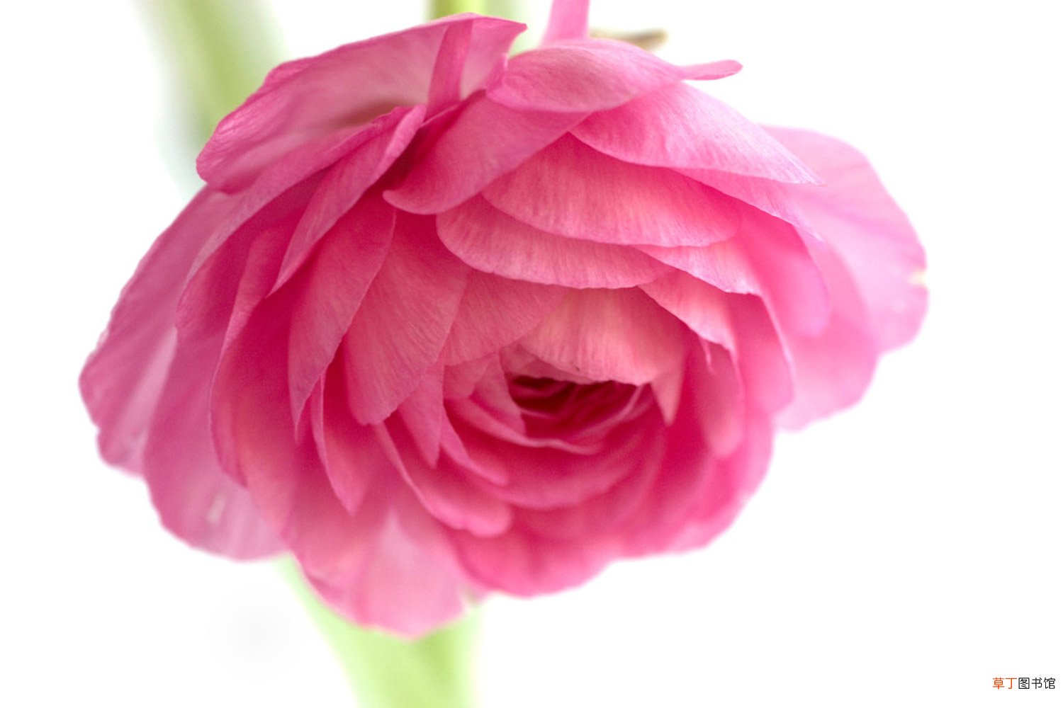 花毛茛什么时候开花