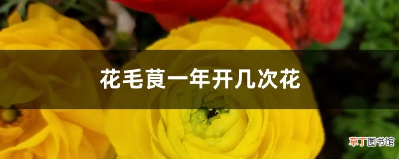 花毛茛一年开几次花