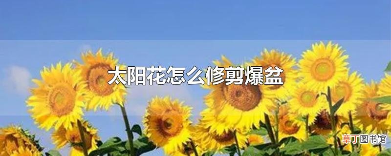 太阳花怎么修剪爆盆