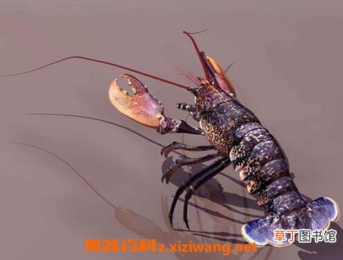 怎么洗小龙虾更干净 怎么洗龙虾能洗的干净