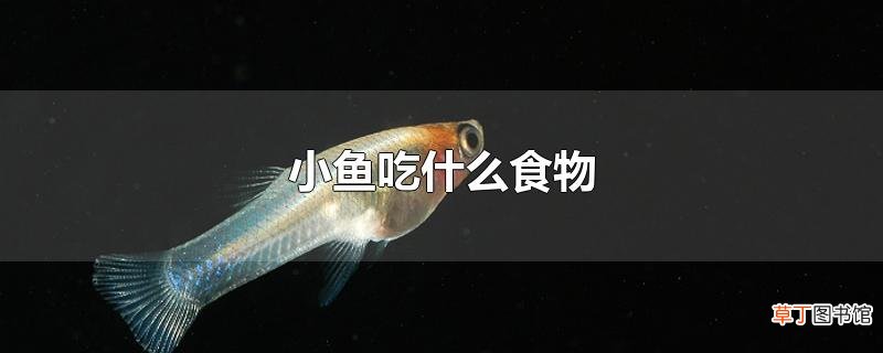 小鱼吃什么食物
