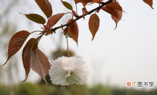 杭州西溪 赏芦获飞雪