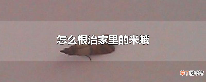 怎么根治家里的米蛾
