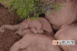 象群迁移的原因 无人机拍下野象群睡觉休息画面