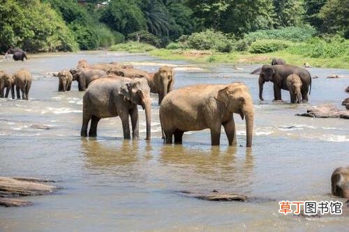 象群迁移的原因 无人机拍下野象群睡觉休息画面