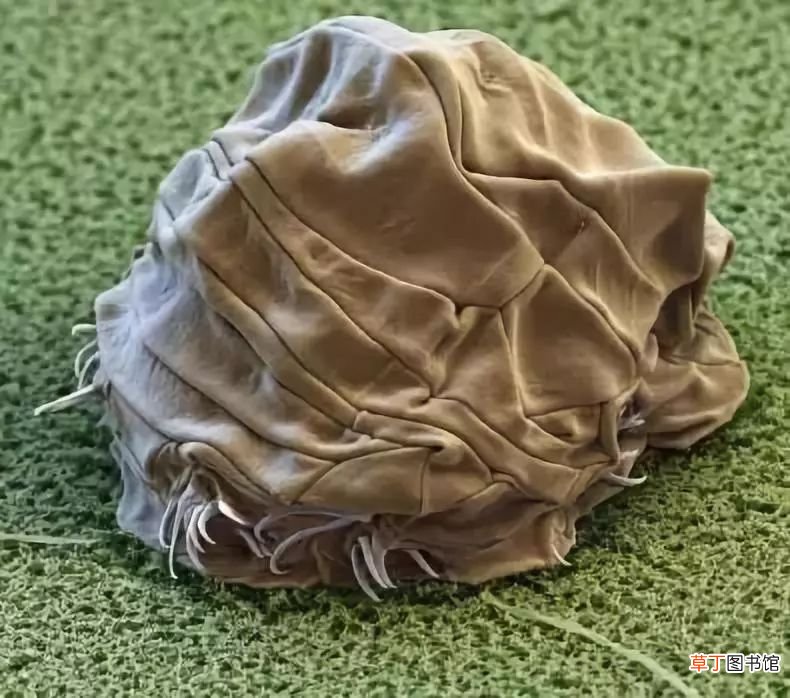 水熊虫寿命是多少年 水熊虫的逆天能力