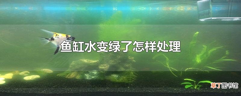 鱼缸水变绿了怎样处理