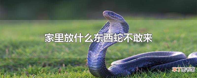 家里放什么东西蛇不敢来