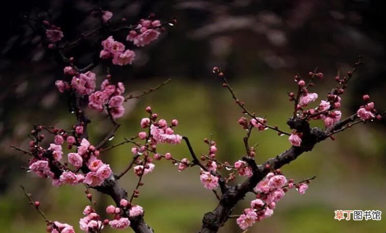 春天的梅花怎么形容