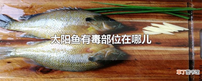 太阳鱼有毒部位在哪儿